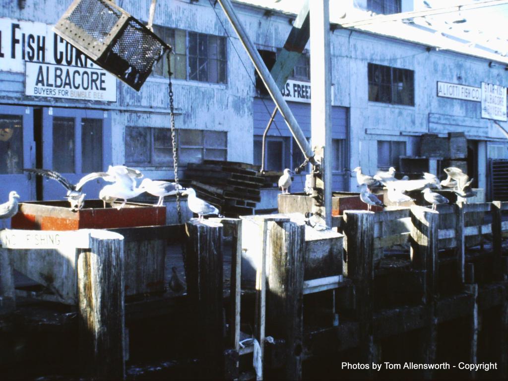 Tom's Seagoing Images