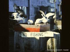 Canary Row - Monteray, Calf. - No fishing