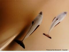 Dolphins in Cold Bay, Alaska