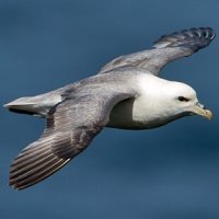 Stormvogel