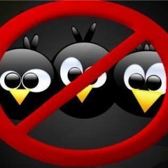Phoenix Cuy
