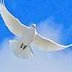 skypeace