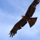 VFRflier