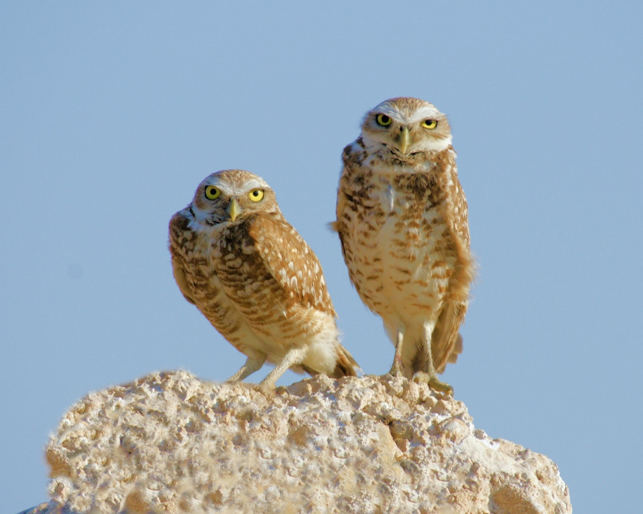 XXXBurrowing Owl (19).JPG