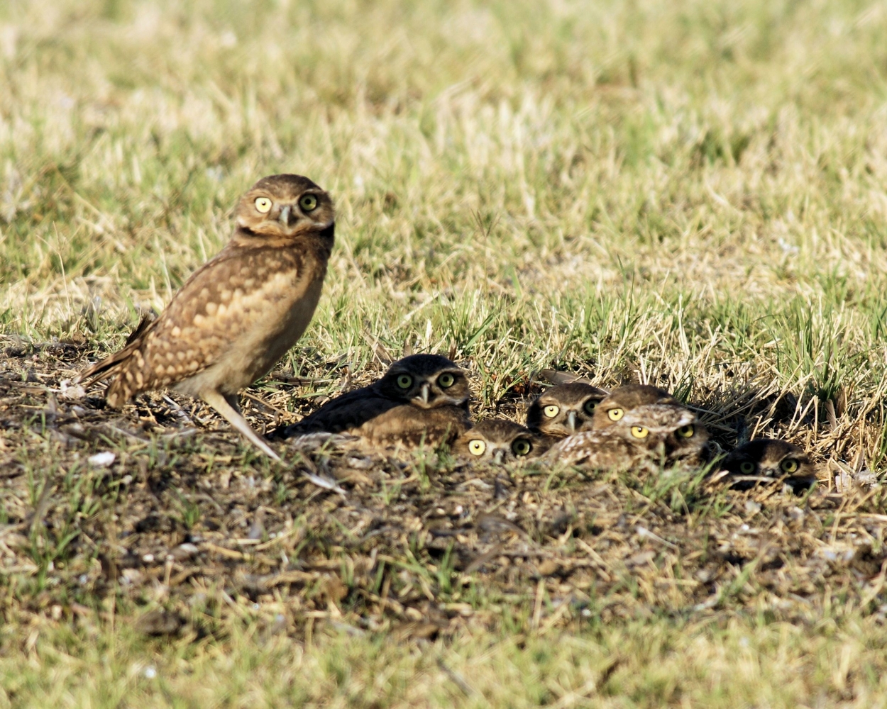 XXXBurrowing Owl (14).JPG