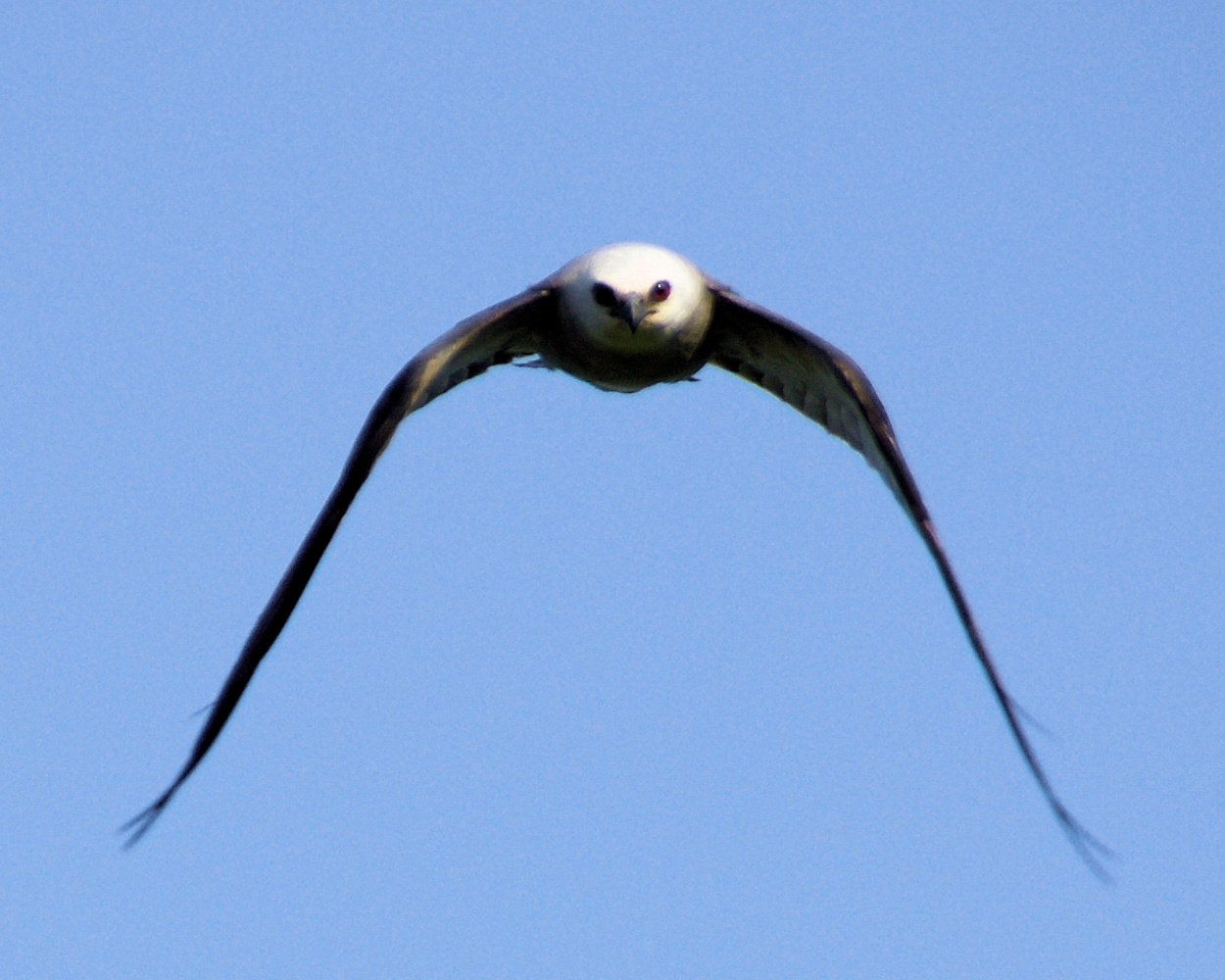XXXMississippi Kite (24).JPG