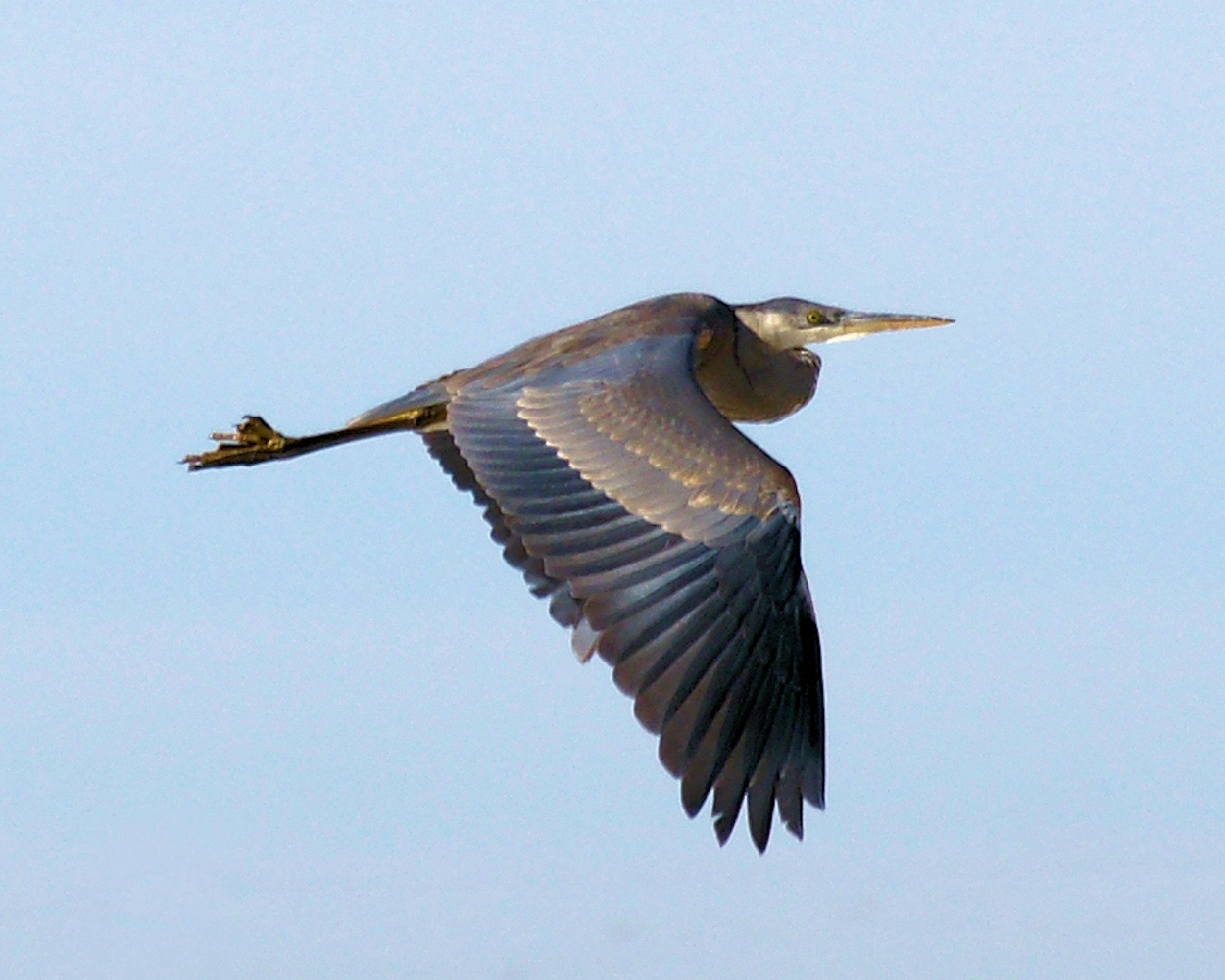 XXXGreat Blue Heron (12).JPG