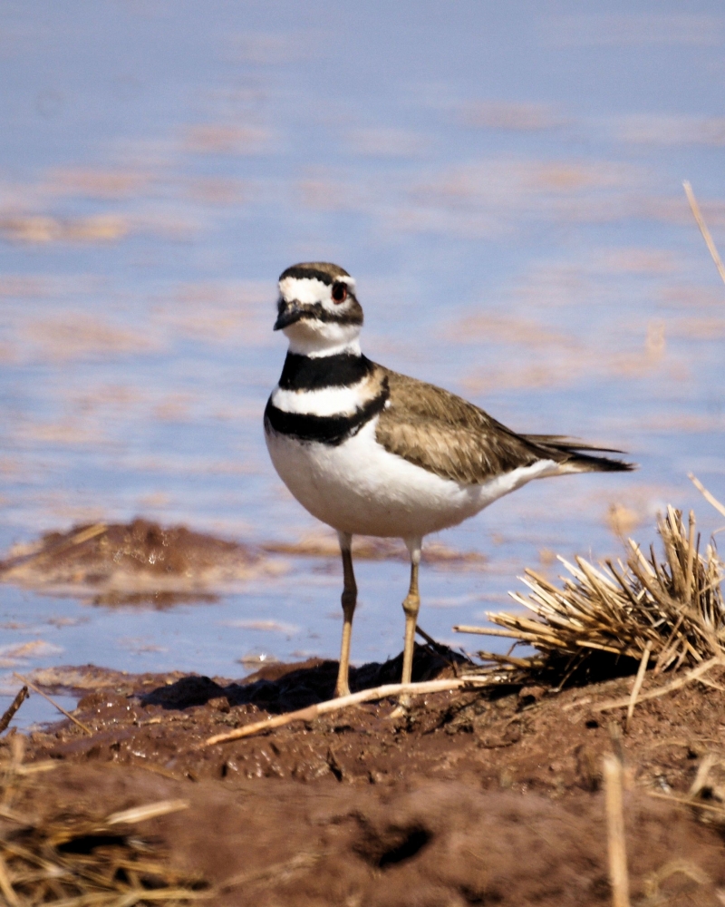 xxxKilldeer (3).jpg
