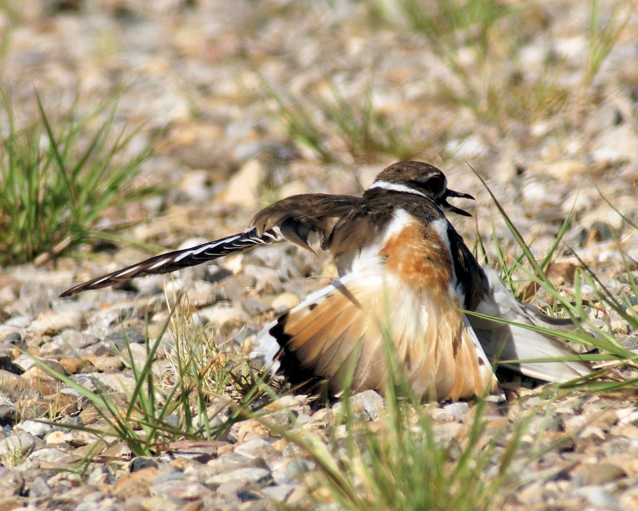 xxxKilldeer (9).JPG