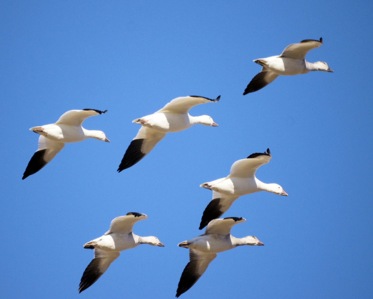 xxxSnow Geese (12).JPG