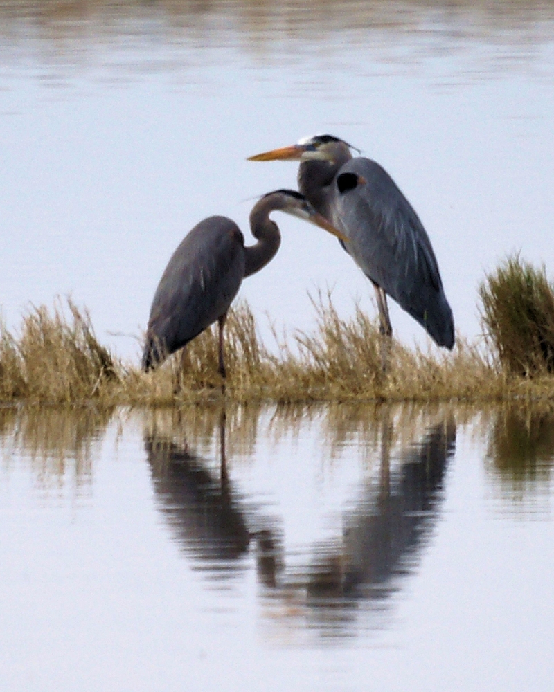 XXXGreat Blue Heron (17).JPG