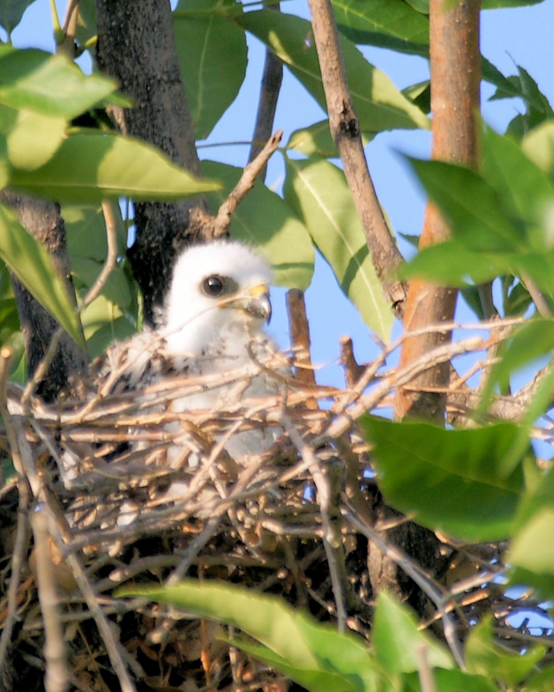 XXXMississippi Kite (1).JPG