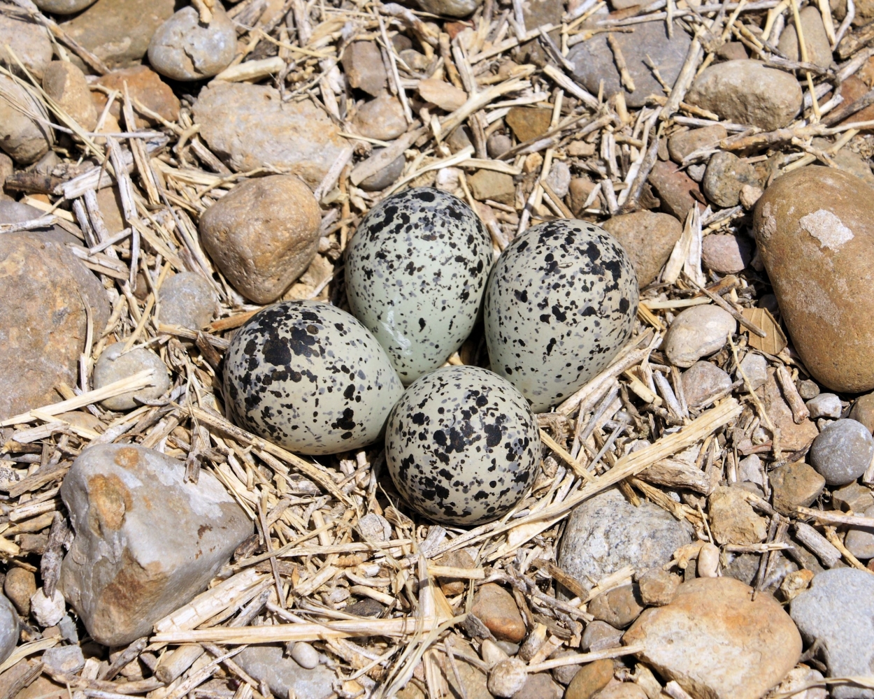 xxxKilldeer (12).jpg