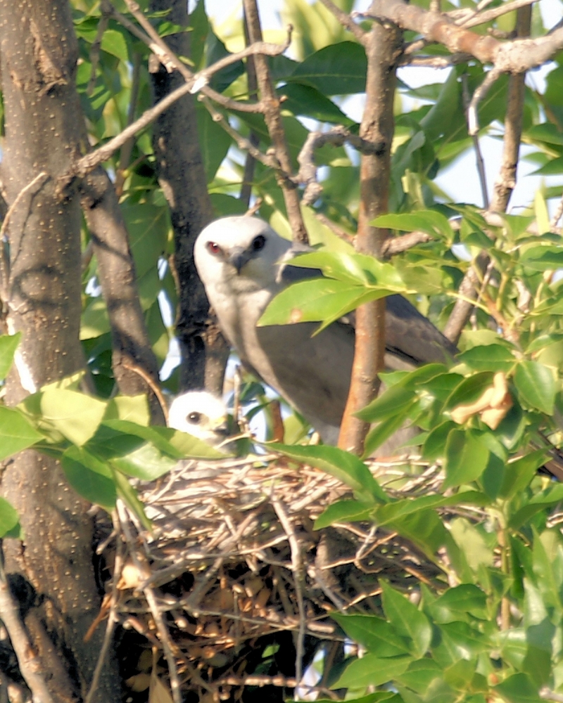 XXXMississippi Kite (20).JPG