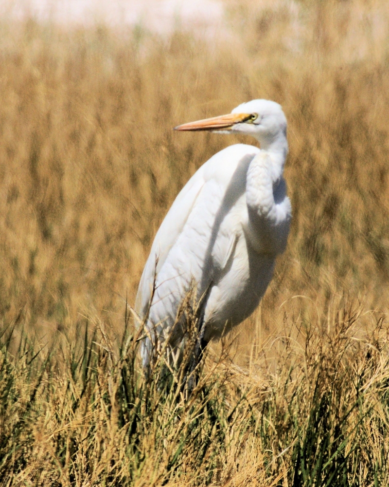 xxxGreat Egret (4).JPG