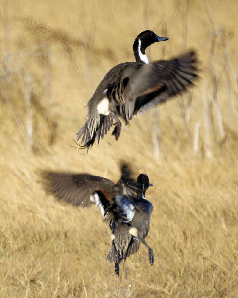 XXXNorthern Pintail (12).JPG