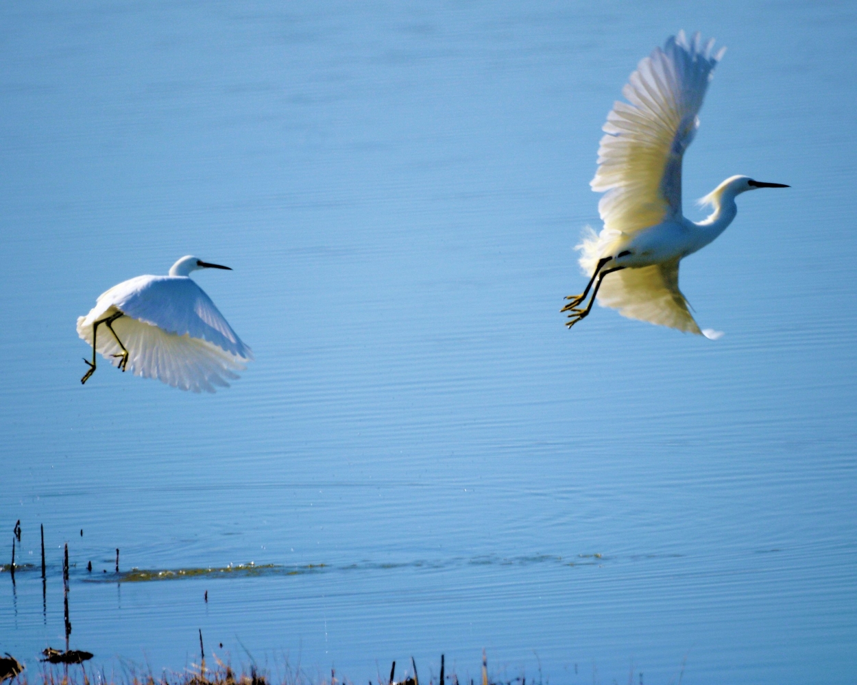 xxxSnowy Egret (16).jpg