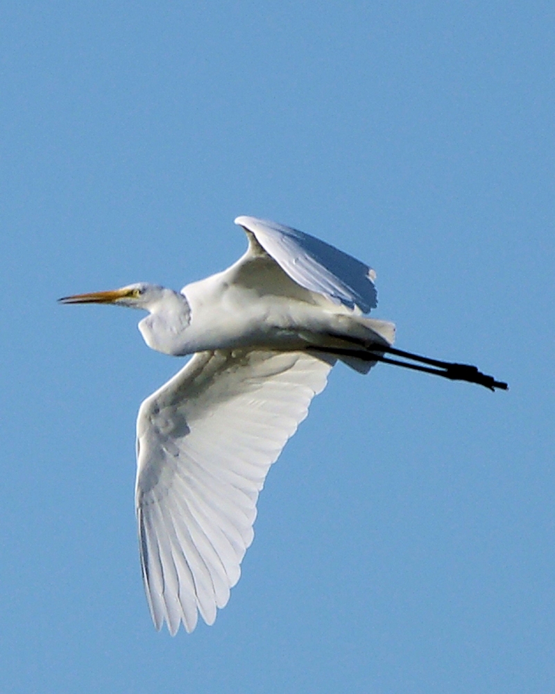 xxxGreat Egret (9).JPG
