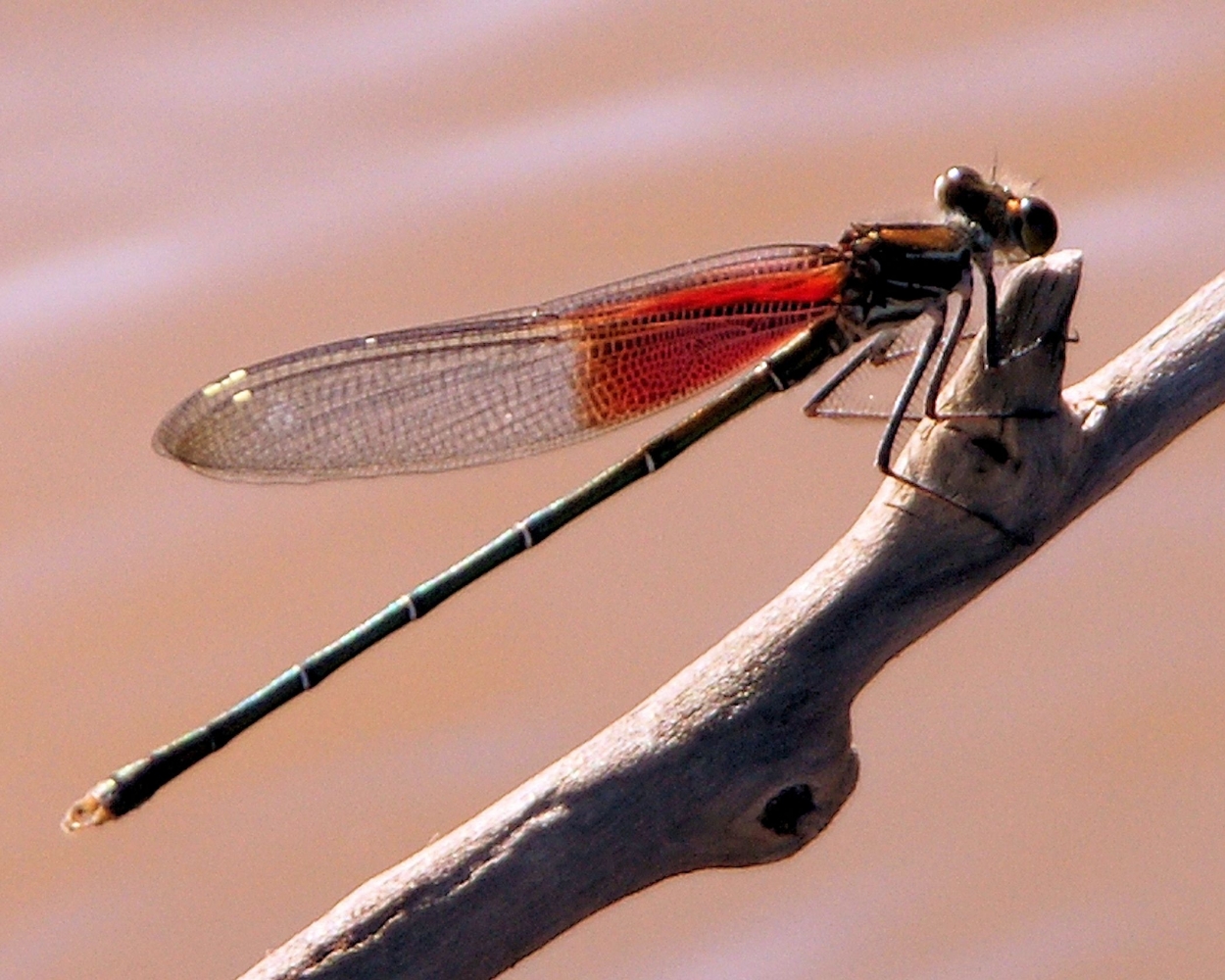 xxxDamselfly (2).JPG
