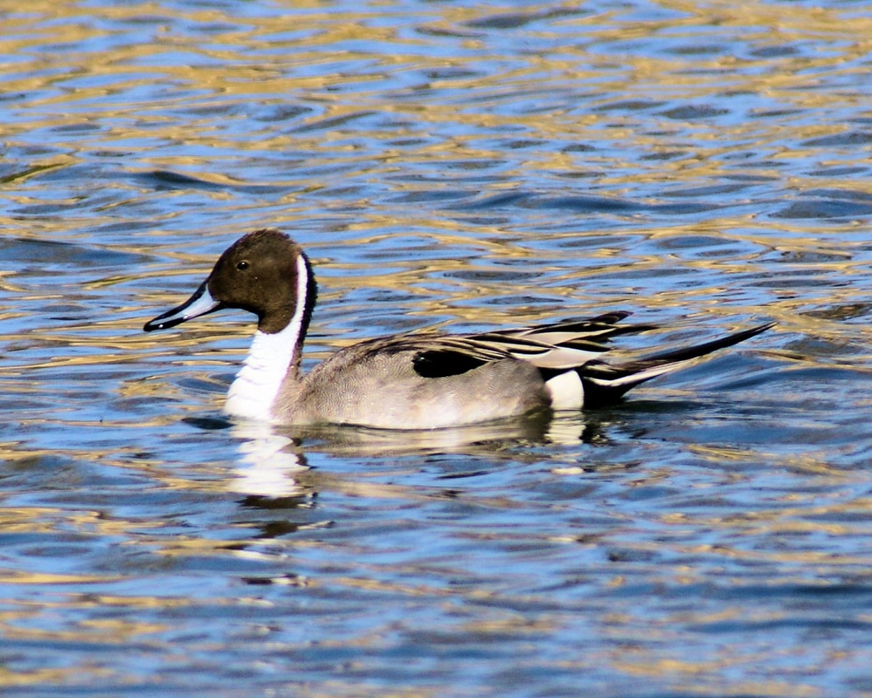 xxxNorthern Pintail (14).jpg