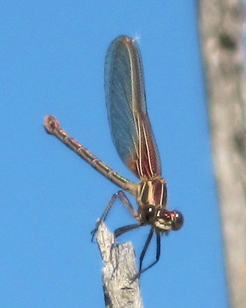xxxDamselfly (3).JPG