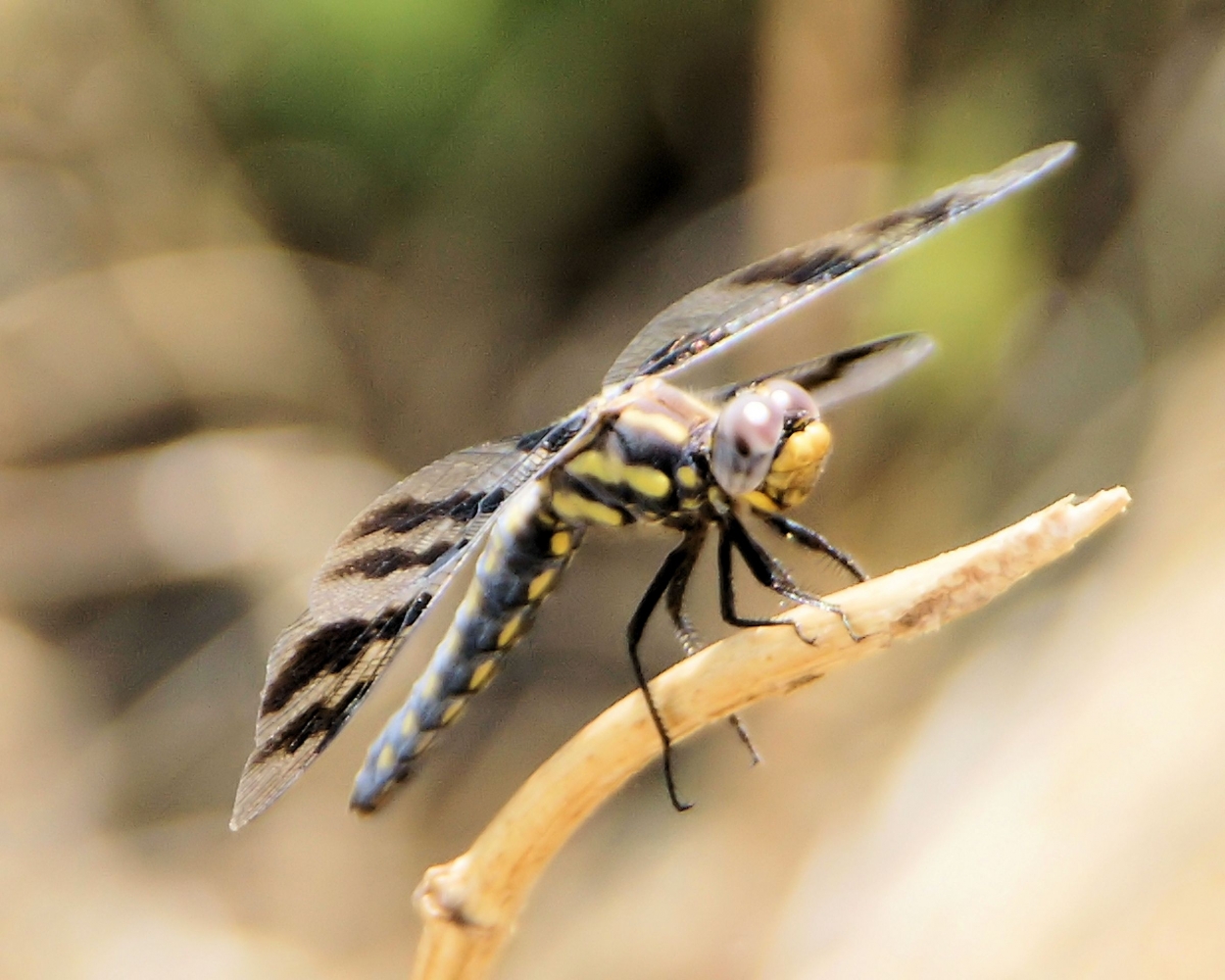 xxxDragonfly (5).JPG