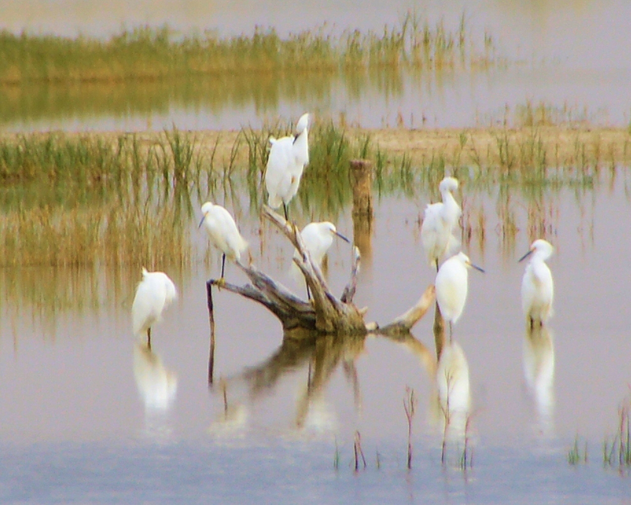 xxxSnowy Egret (39).JPG