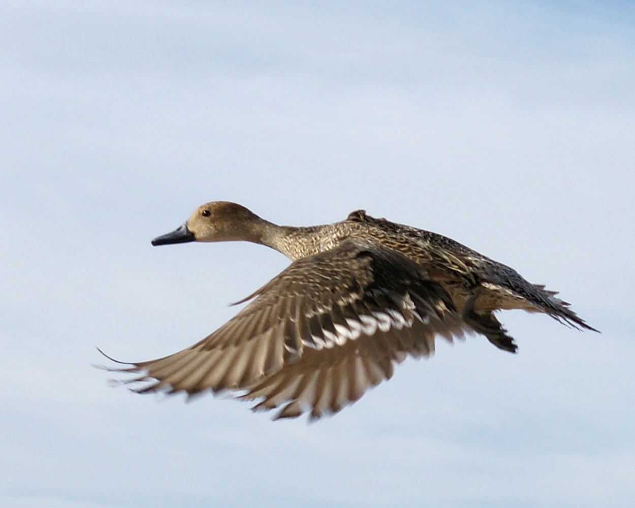 XXXNorthern Pintail (20).JPG