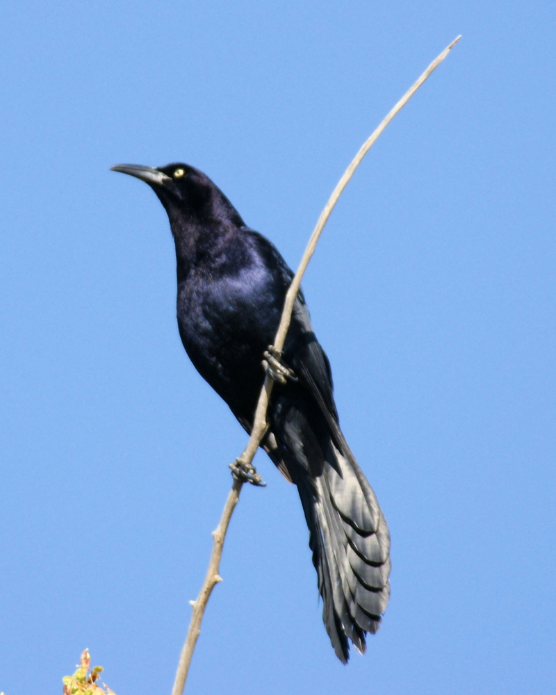 xxxGreat-tailed Grackle (6).JPG