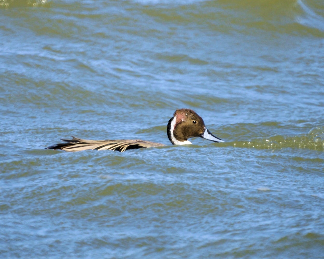 XXXNorthern Pintail (8).JPG