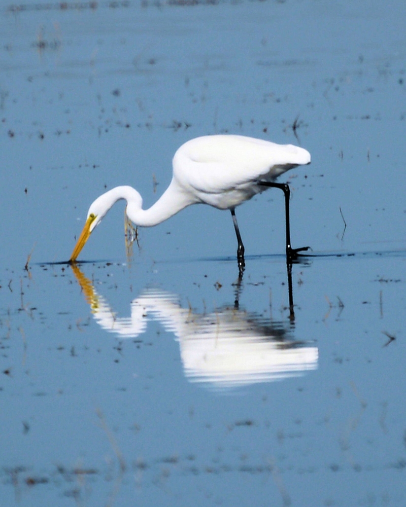 xxxGreat Egret.JPG