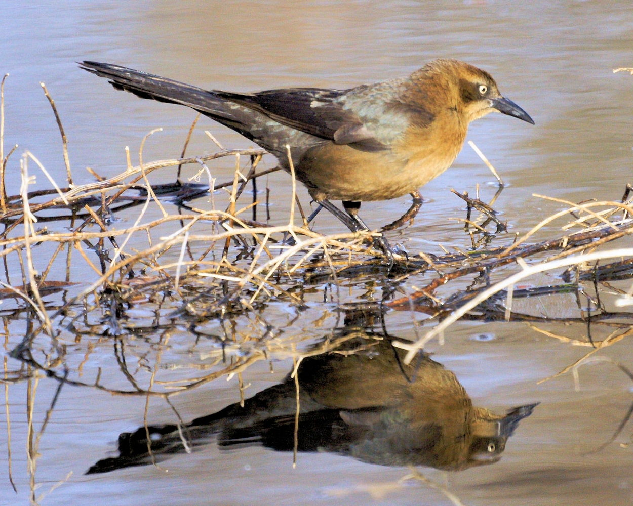 xxxGreat-tailed Grackle.JPG