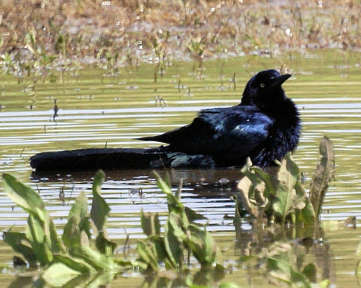 xxxGreat-tailed Grackle (2).JPG