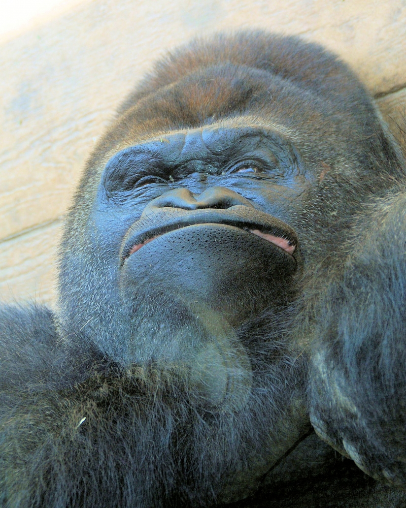 zzzGorilla.JPG