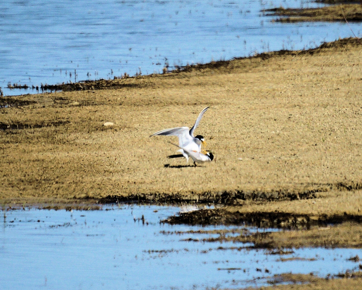 xxxLeast Terns Mating (2).JPG