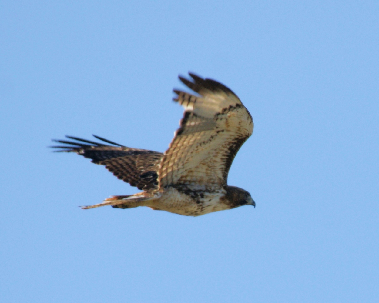 xxxSwainson's Hawk.JPG