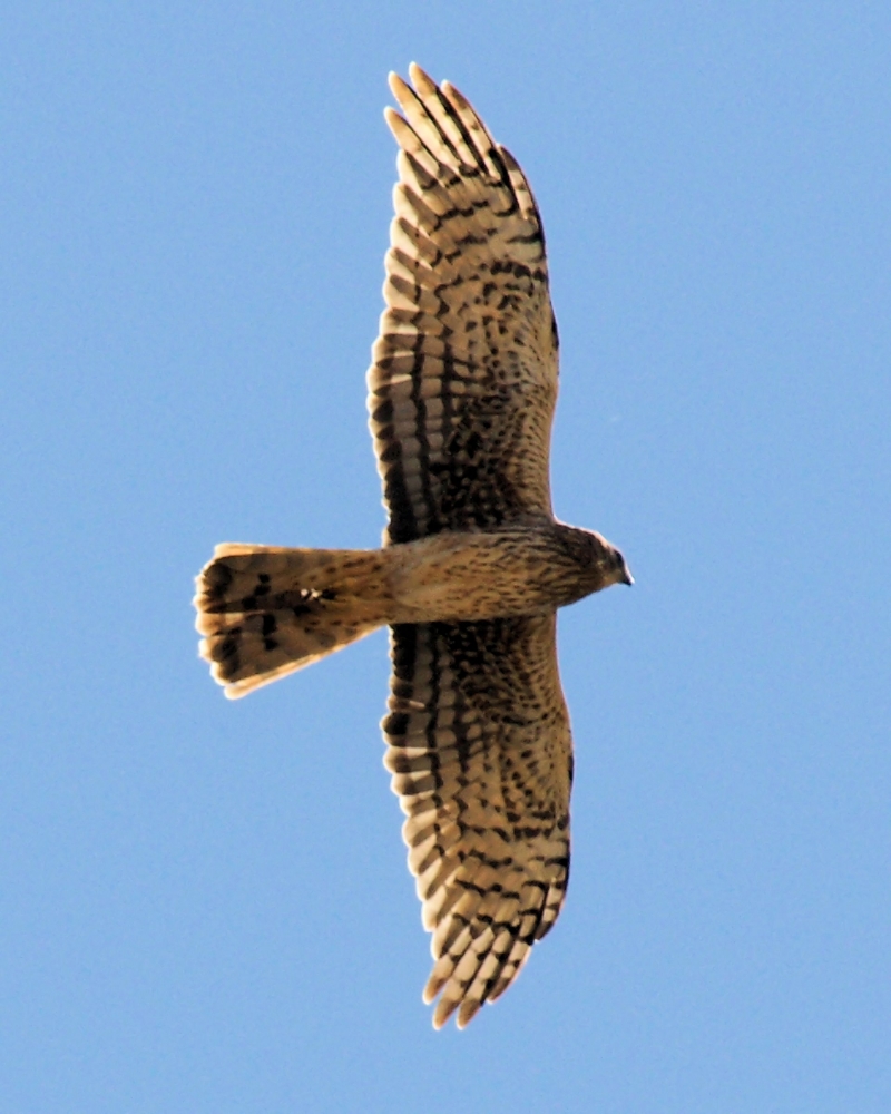 xxxNorthern  Harrier (5).JPG
