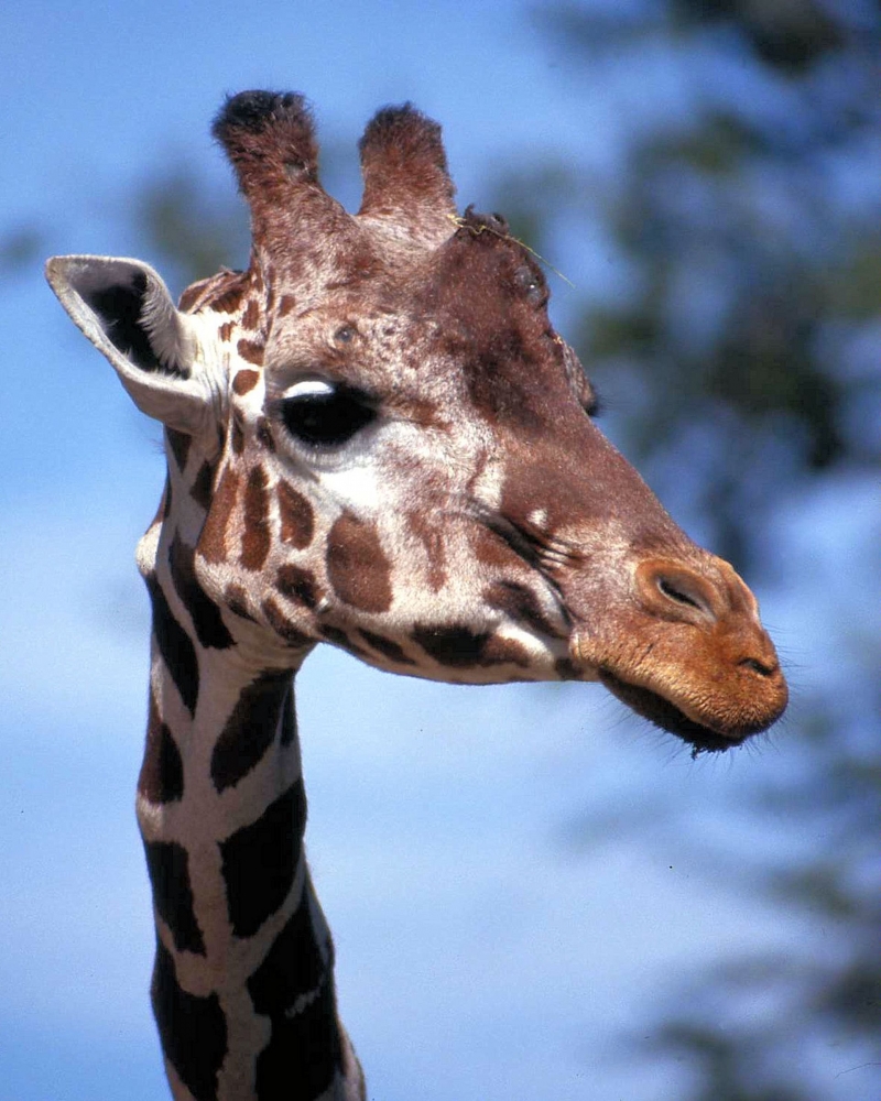zzzGiraffe (4).jpg