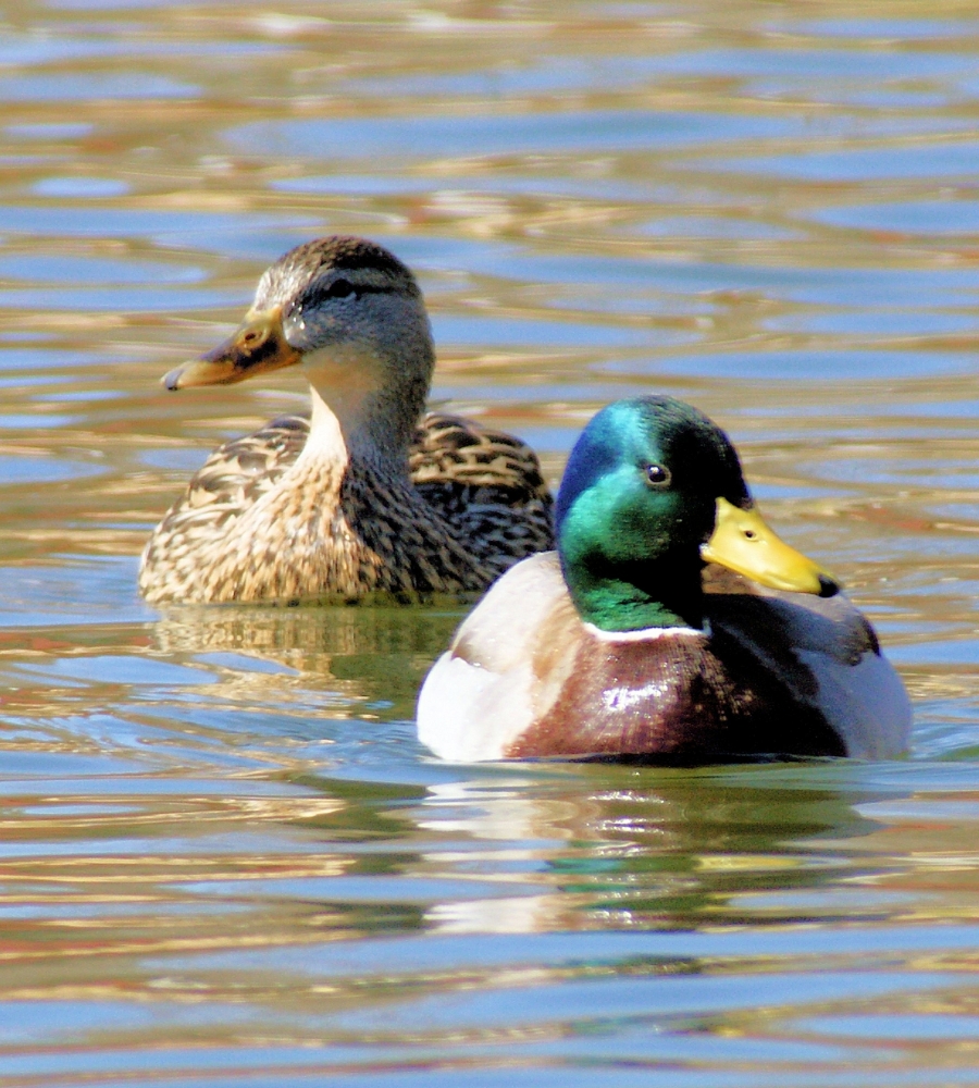 Mallard (1).jpg