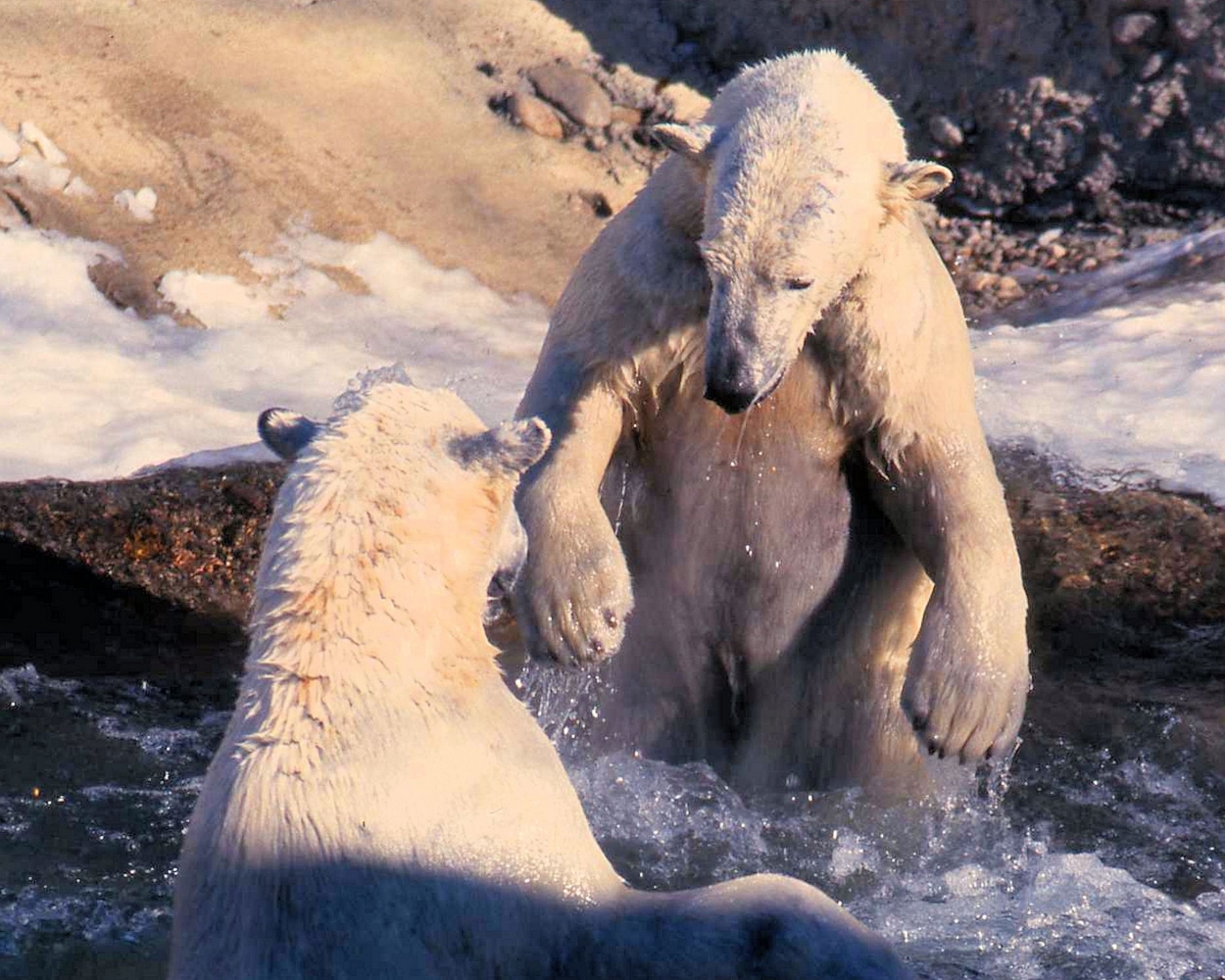 zzzPolar Bear (3).jpg