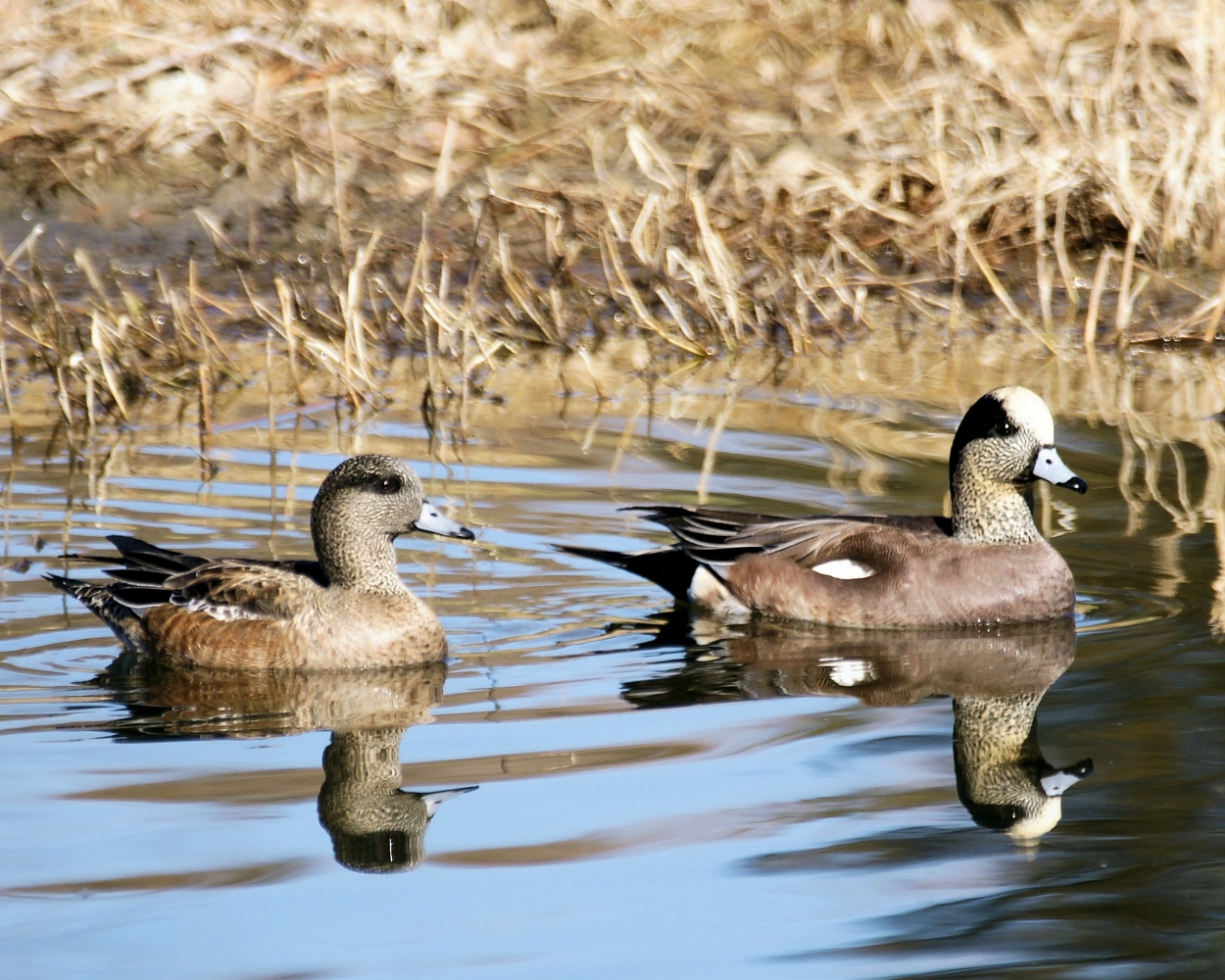 American Widgeon (10).jpg