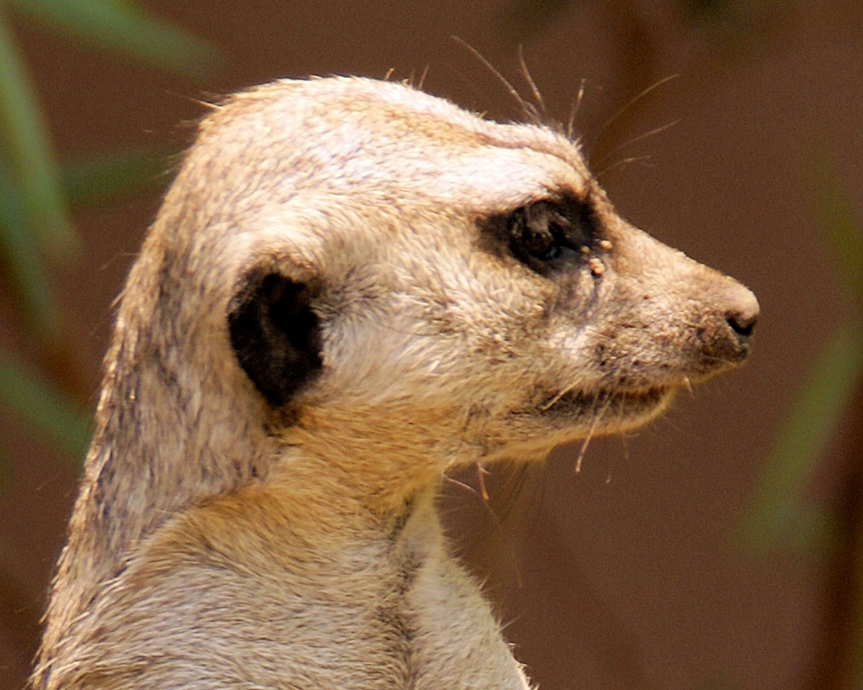 zzzMeercat (1).JPG