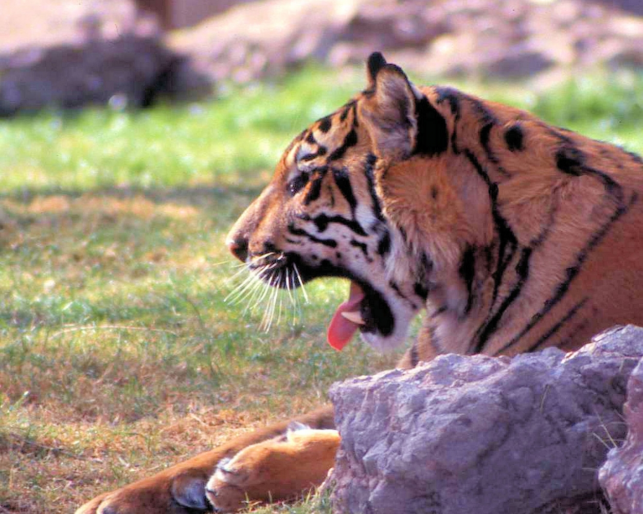 zzzTiger (1).jpg