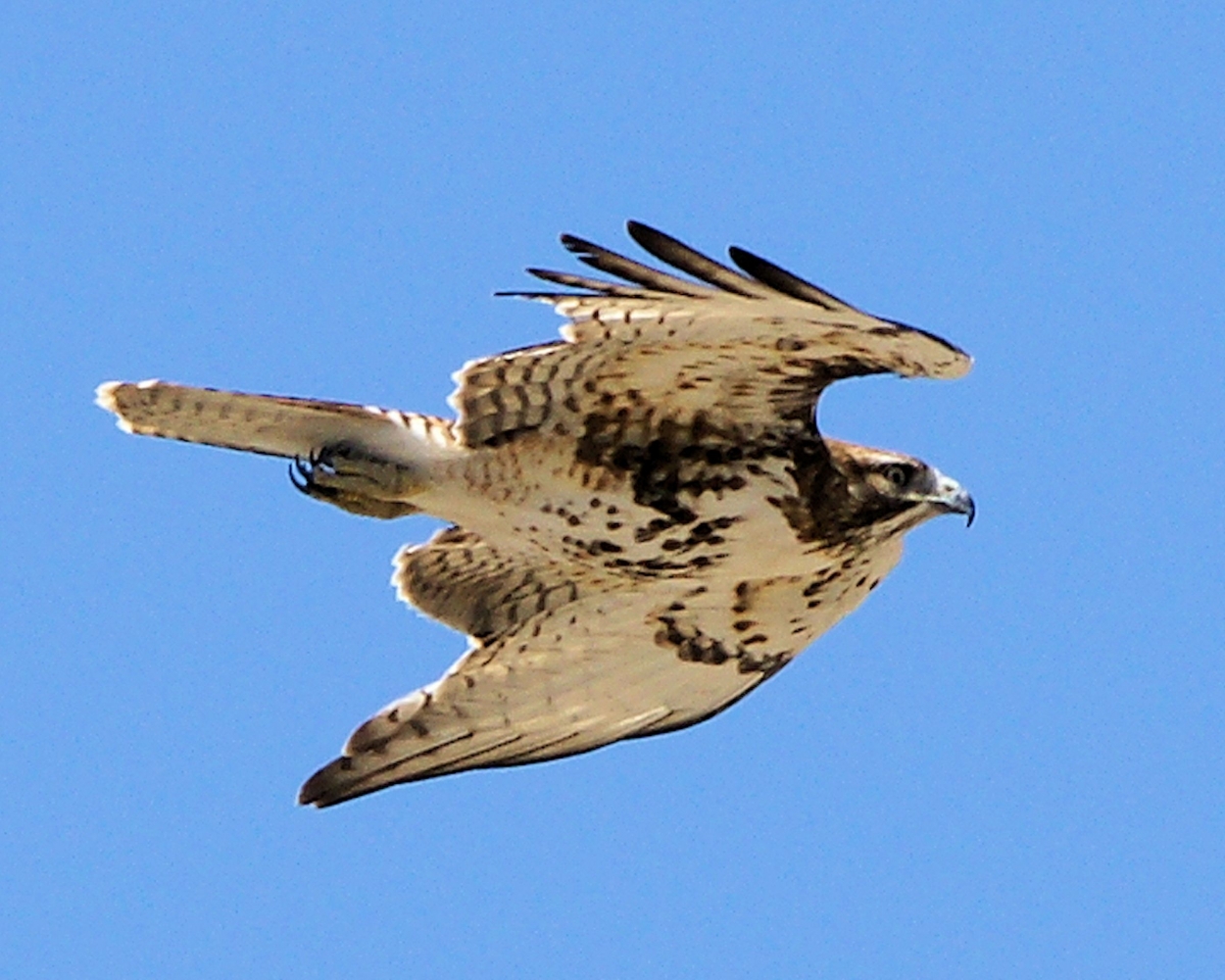 xxxRed-tailed Hawk (18).JPG