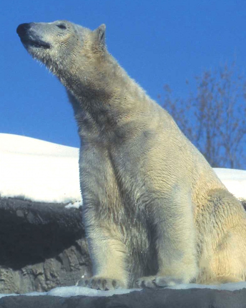 zzzPolar Bear.jpg