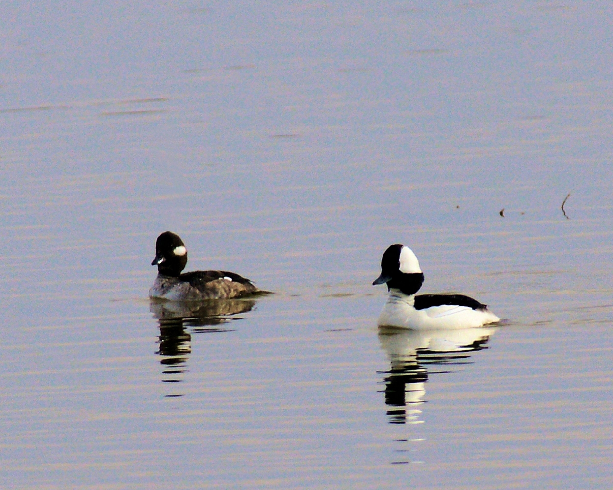 Bufflehead.JPG