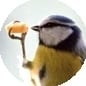 Will Fly For Cheese