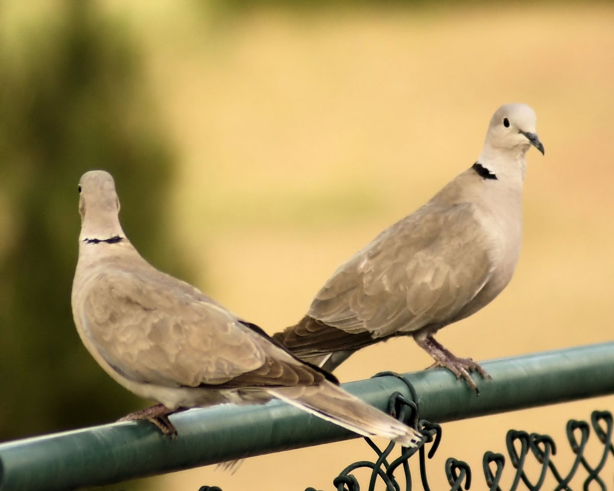 Eurasian Collared Dove (2).JPG