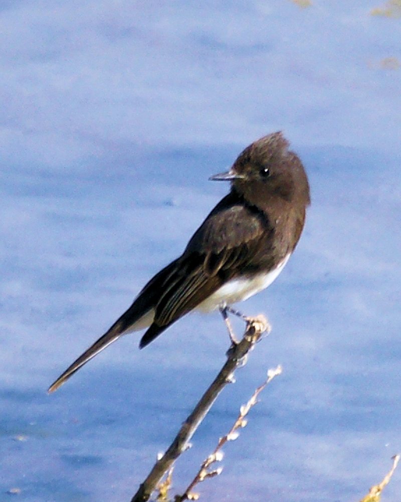 Black Phoebe.jpg