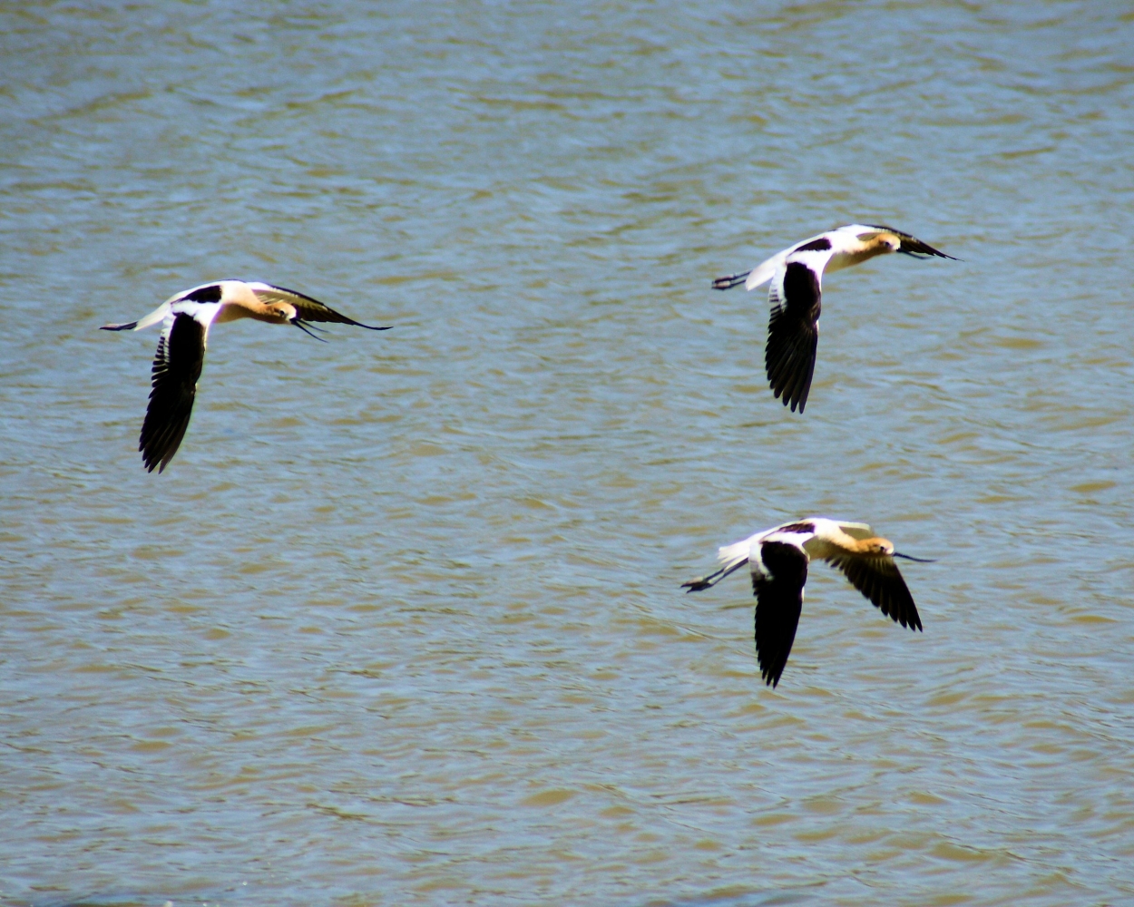 American Avocet (14).JPG